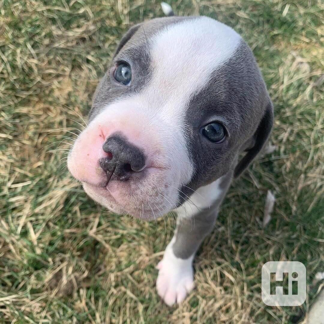 Pitbull štěně k adopci 13 týdnů staré - foto 1