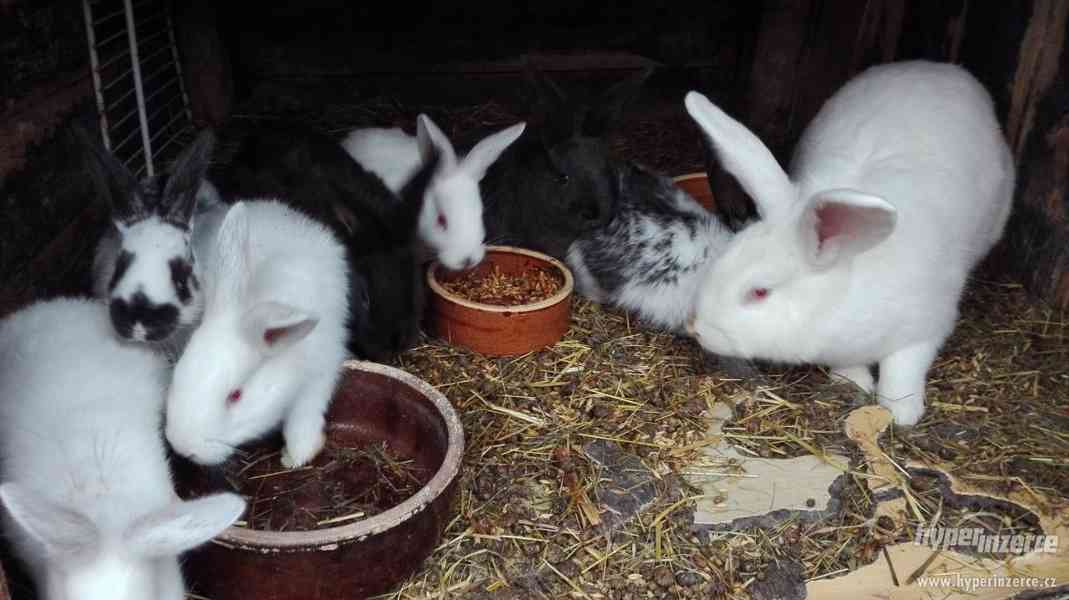 Prodám králíky na chov a kovové kotce - foto 1