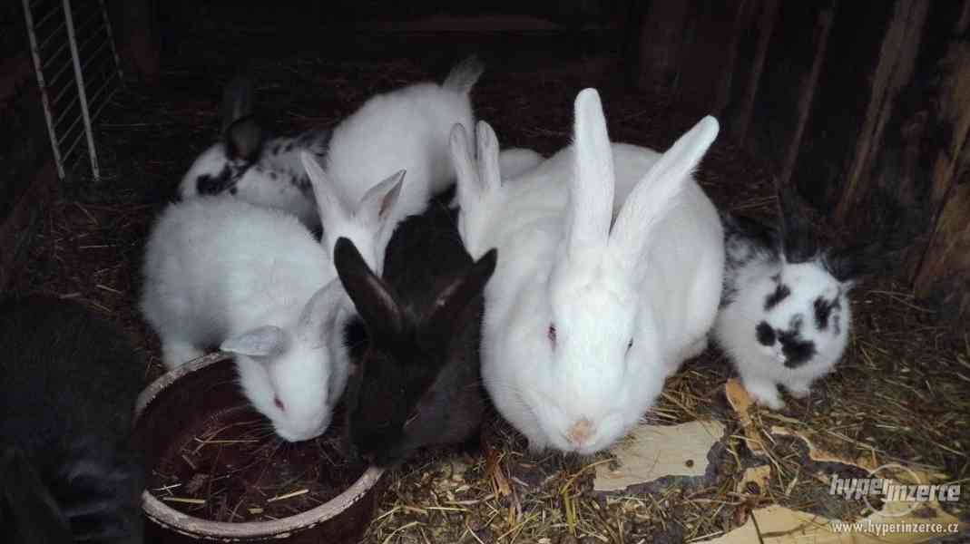 Prodám králíky na chov a kovové kotce - foto 2