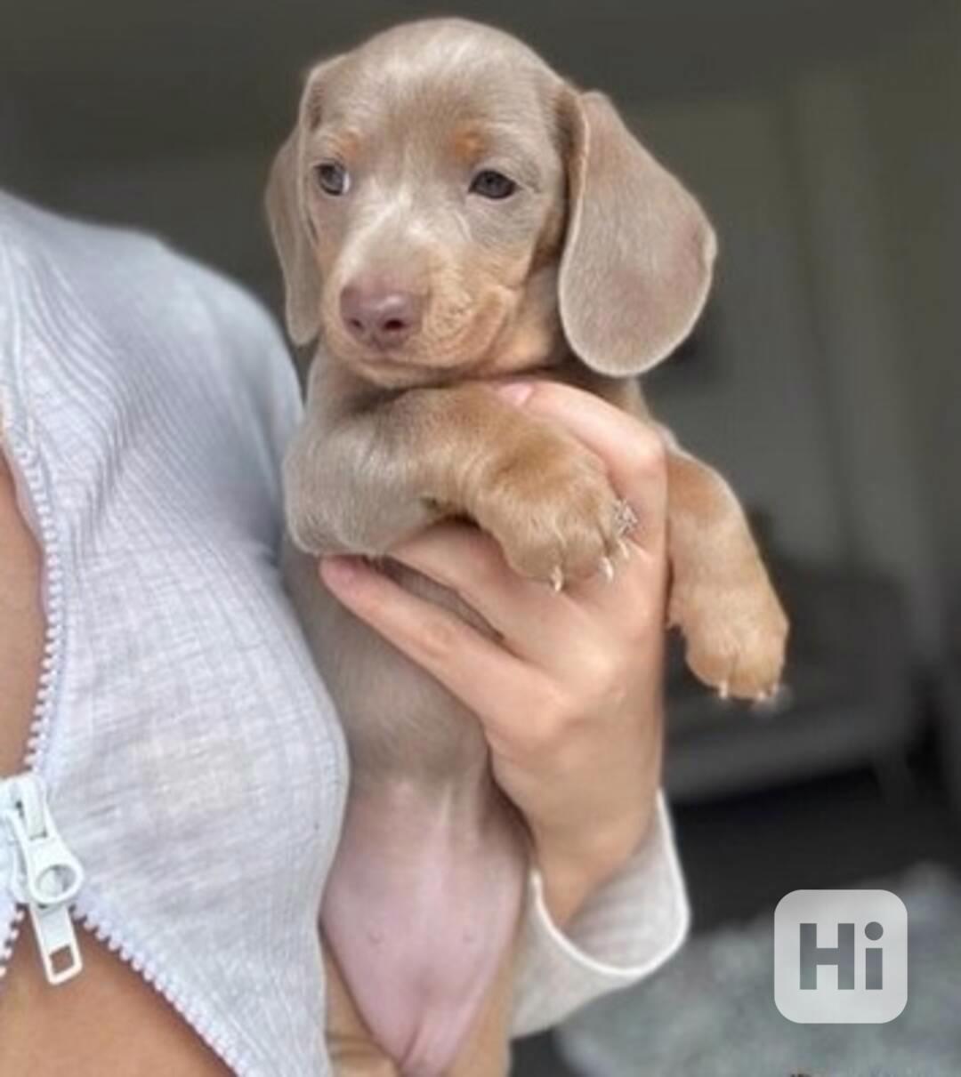 Jezevčík Miniaturní - foto 1