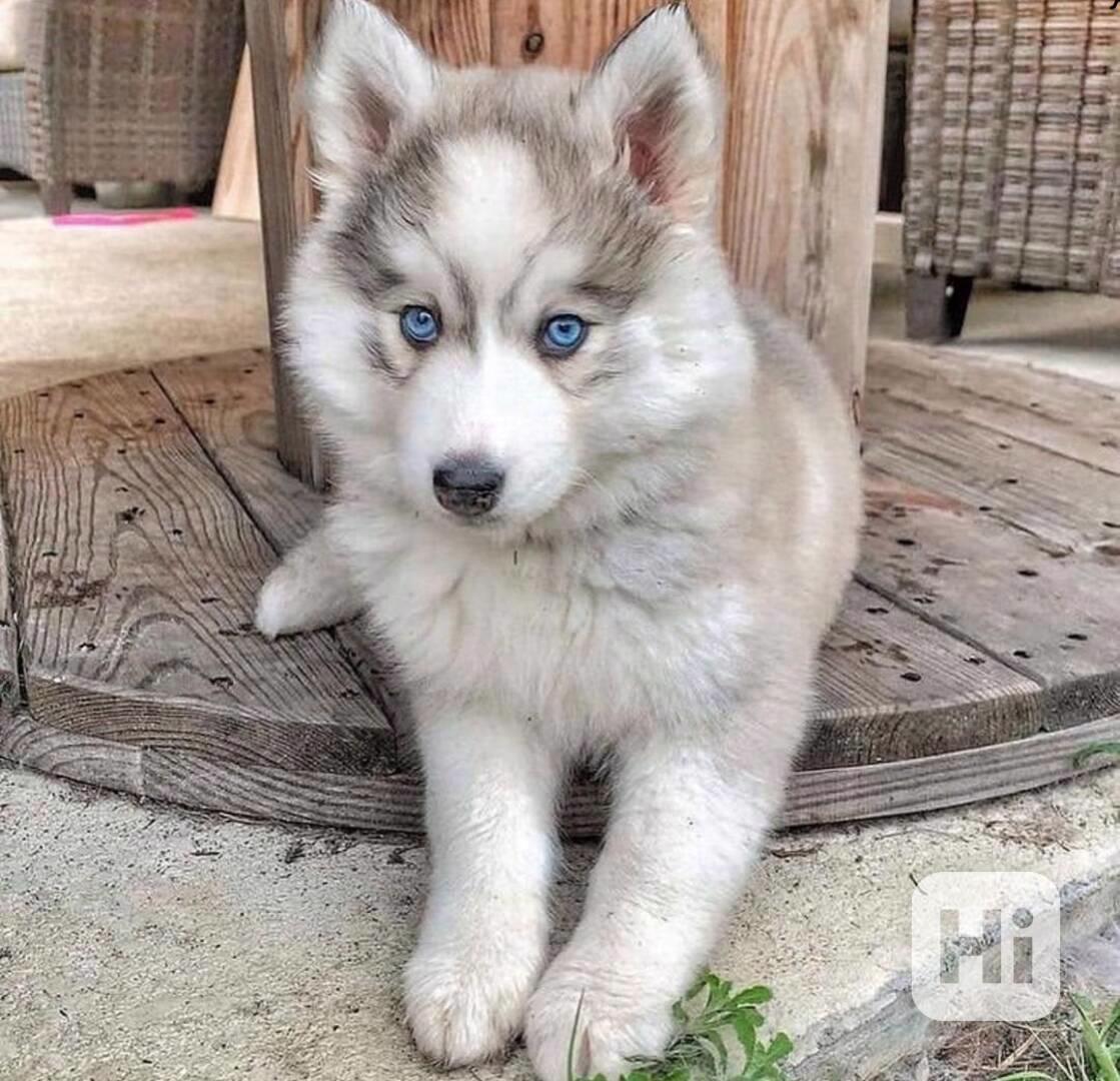 sibiřského huskyho  - foto 1