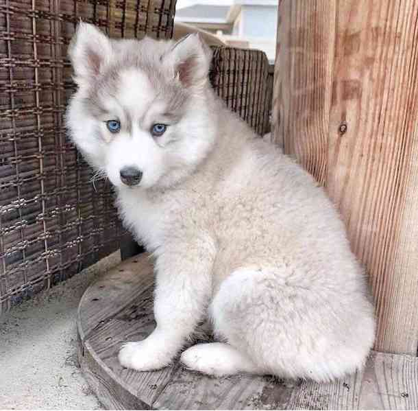 sibiřského huskyho  - foto 2