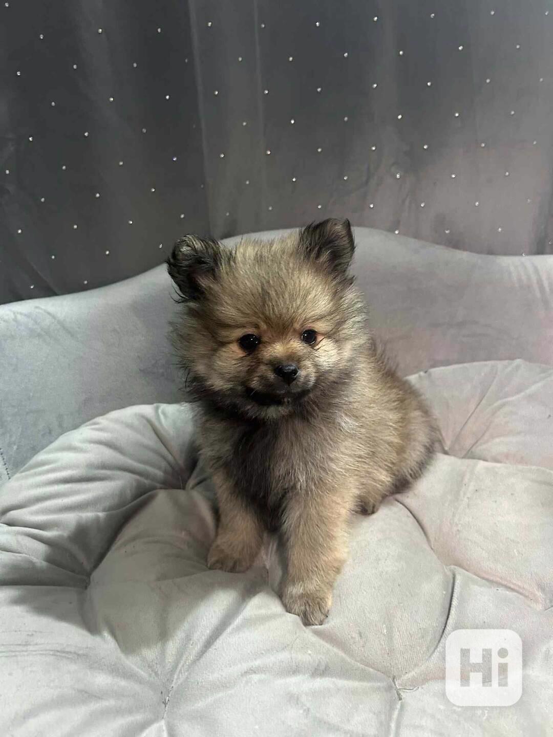 Pomeranian  - foto 1