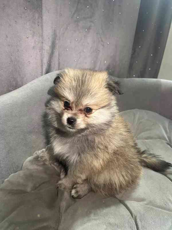 Pomeranian  - foto 3