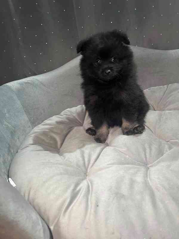 Pomeranian  - foto 2