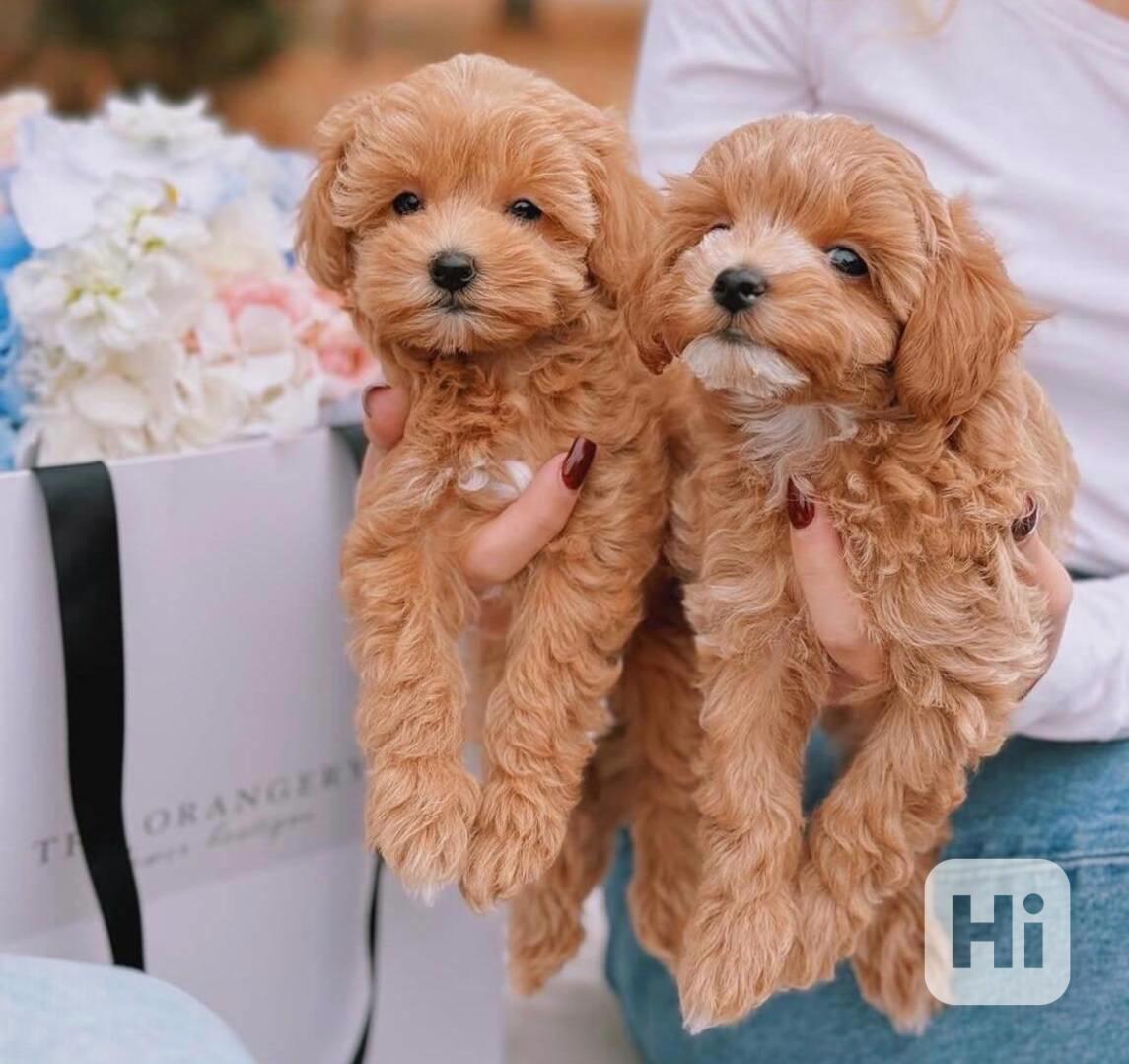 Krásná štěňata Maltipoo - foto 1