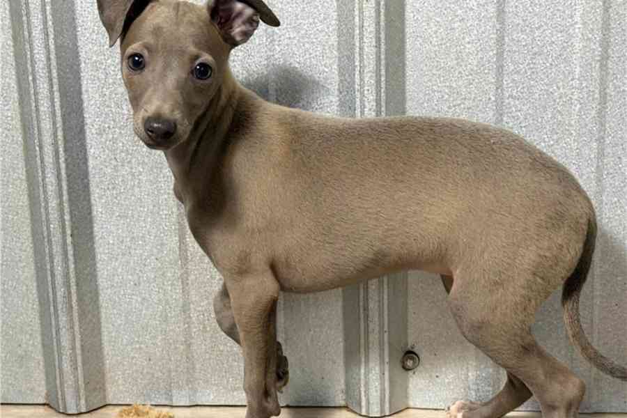 Štěňata italského chrta k adopci