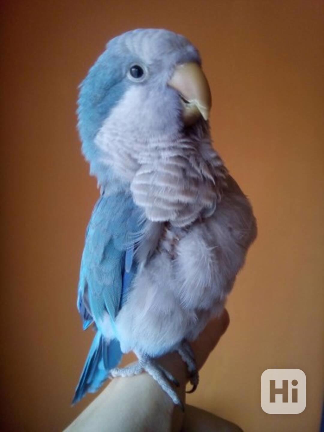 Mníšek šedý  - foto 1