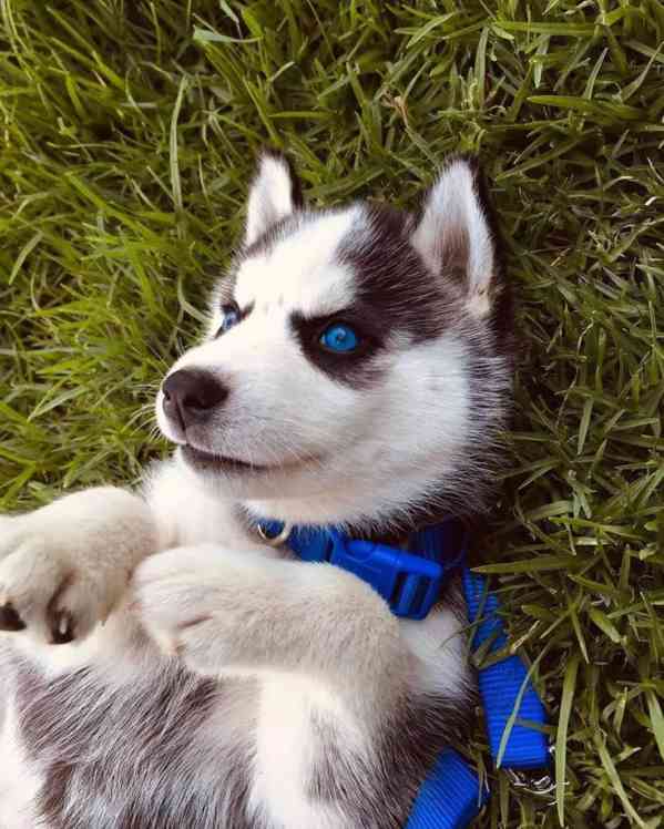 Modré oči Sibiřský husky  - foto 3