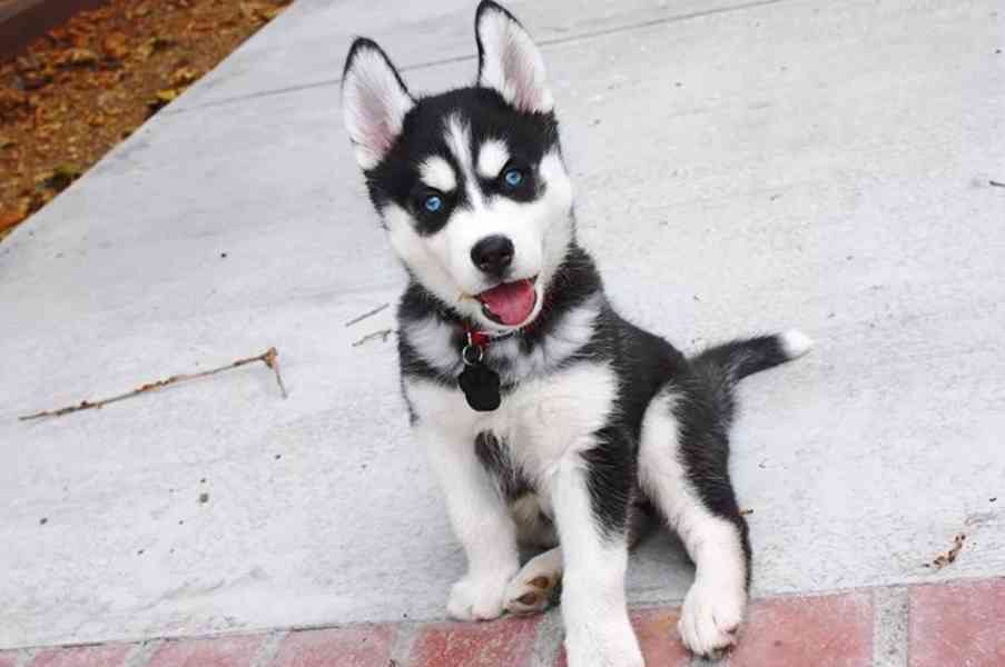 Modré oči Sibiřský husky  - foto 2