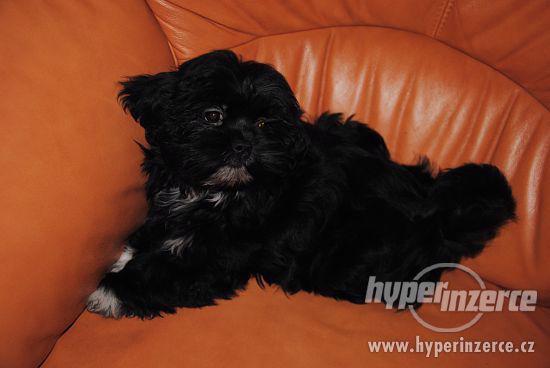 Lhasa apso - foto 1