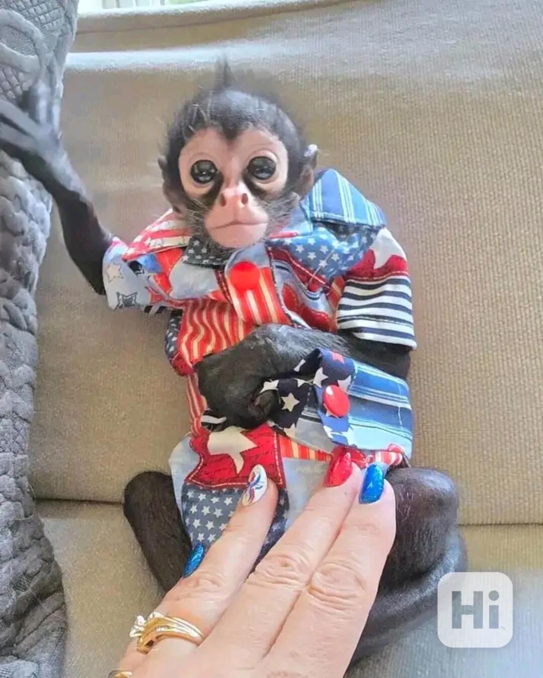  Veterinář zkontroloval krásného kapucína - foto 1