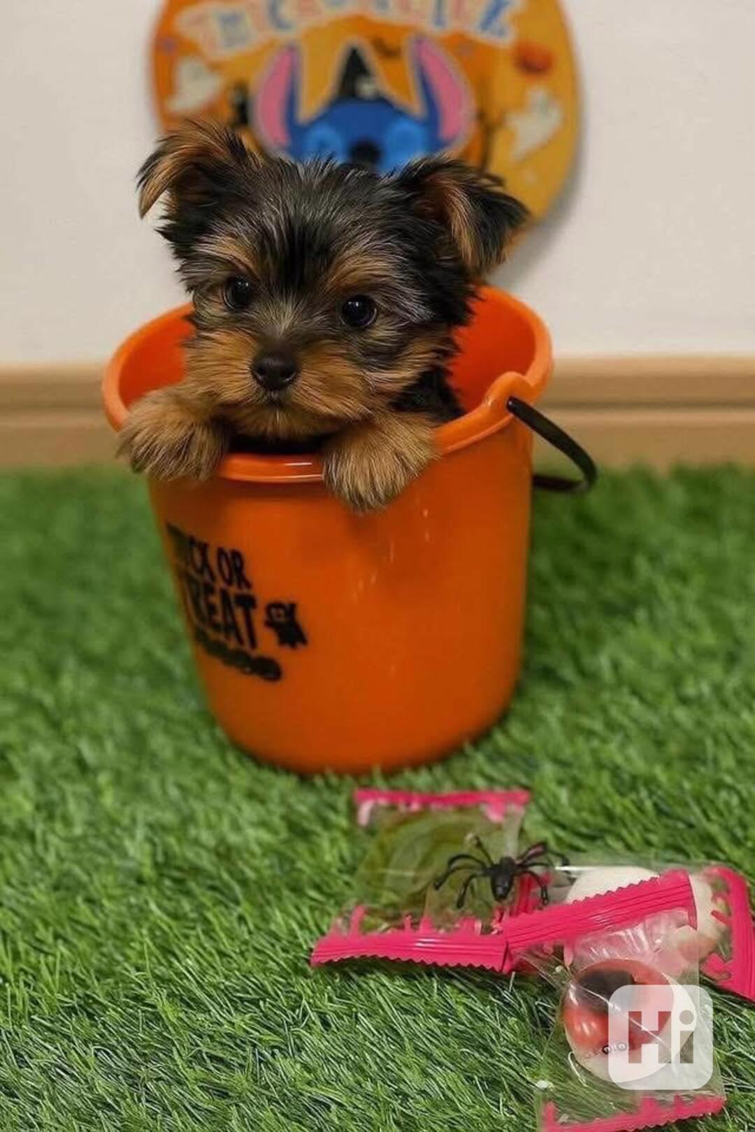 Štěňata Yorkshire teriéra - foto 1