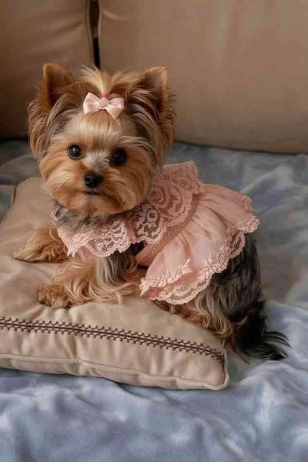 Štěňata Yorkshire teriéra - foto 3