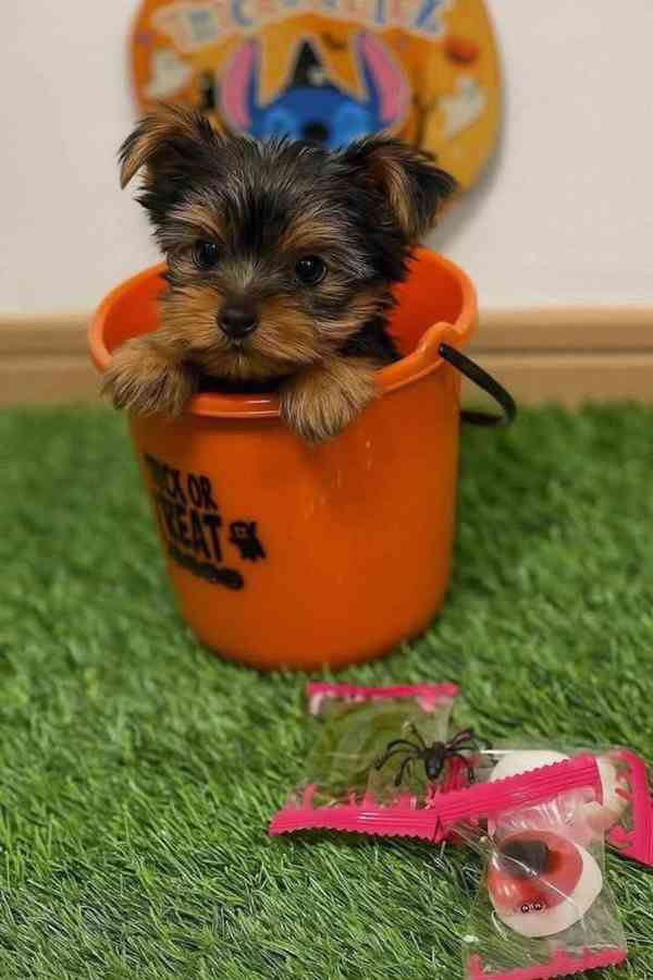 Štěňata Yorkshire teriéra