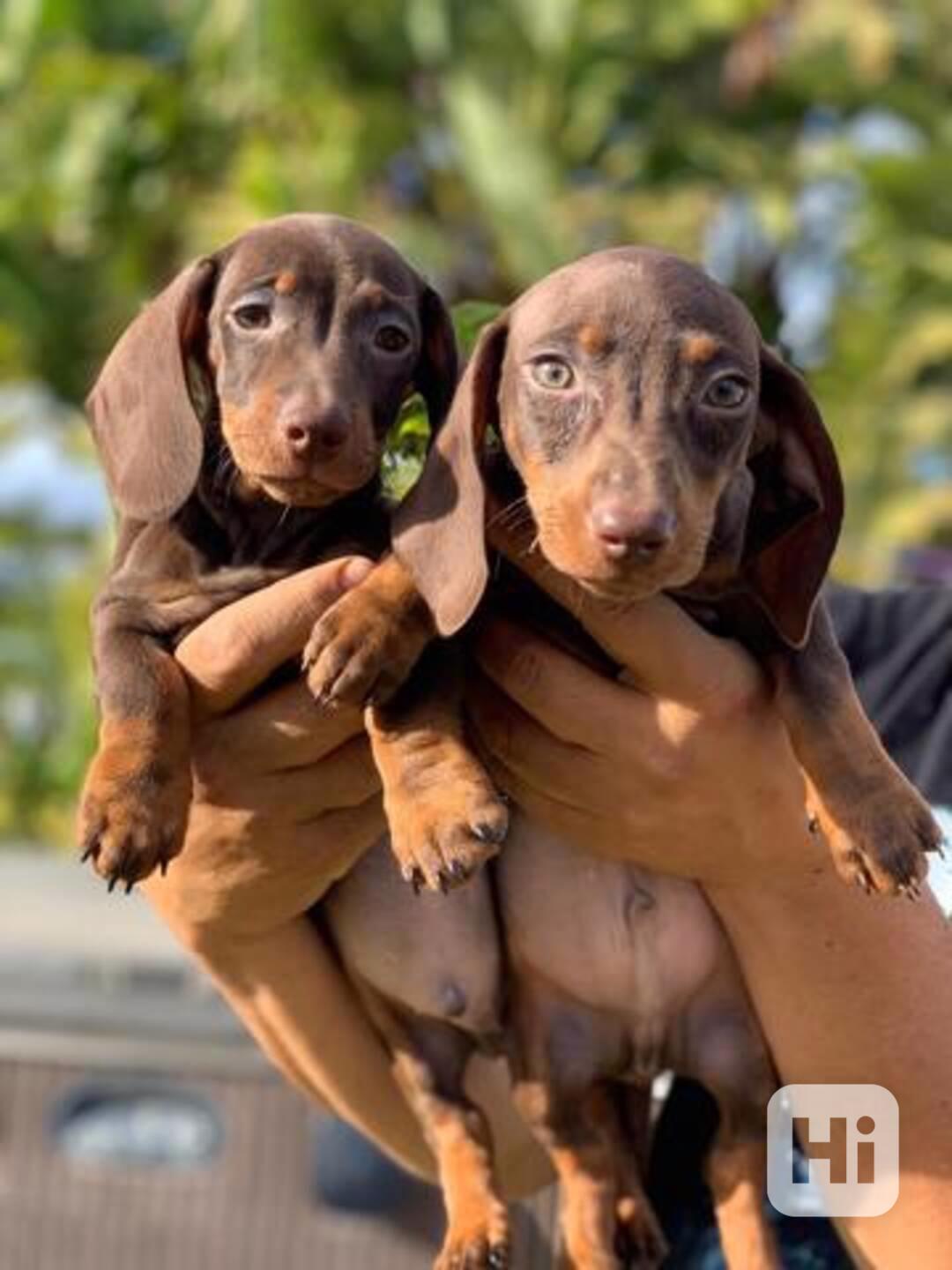 Okouzlující štěňata jezevčíka – statečná a hravá  Malá velik - foto 1