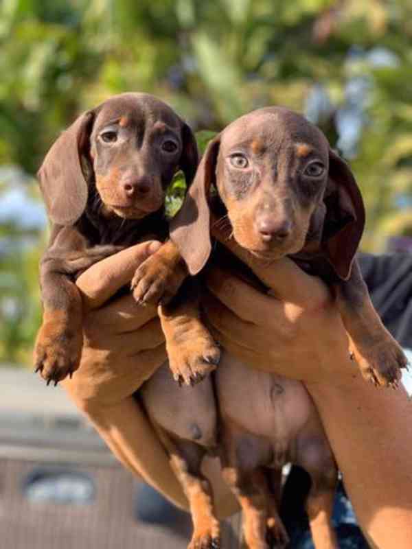 Okouzlující štěňata jezevčíka – statečná a hravá  Malá velik - foto 1