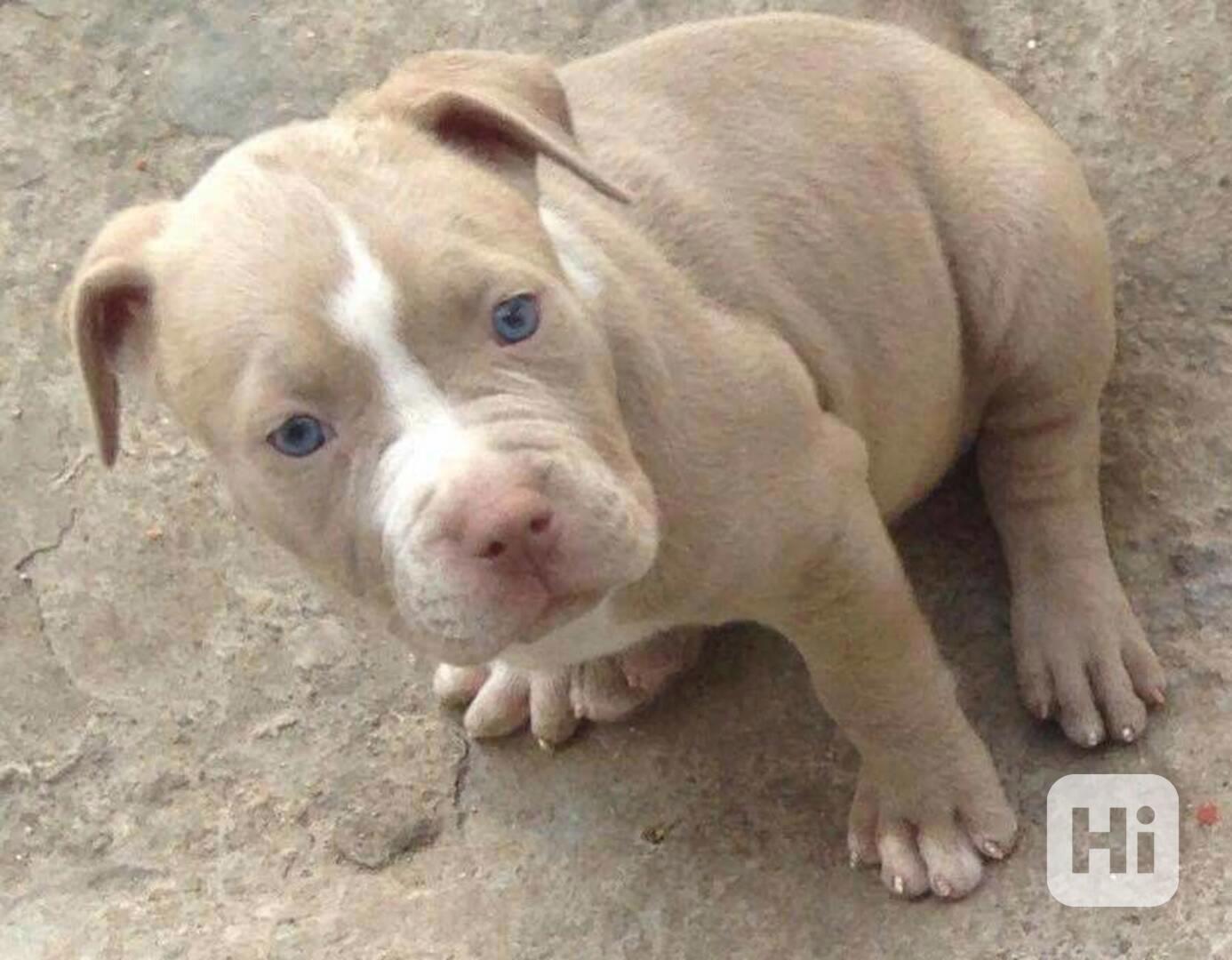 Americký pitbull - foto 1