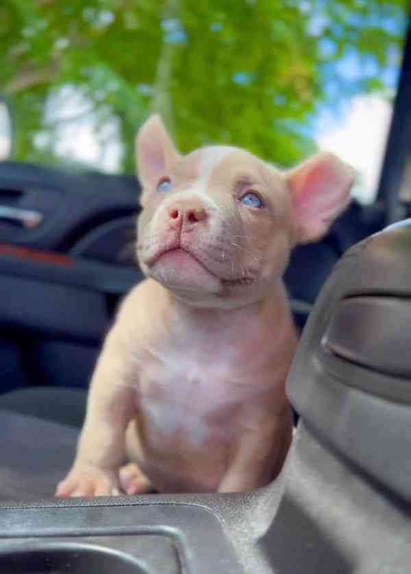 Americký pitbull - foto 2