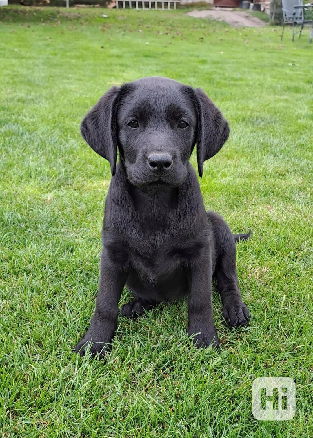 Labrador - černá fenečka s PP - foto 1