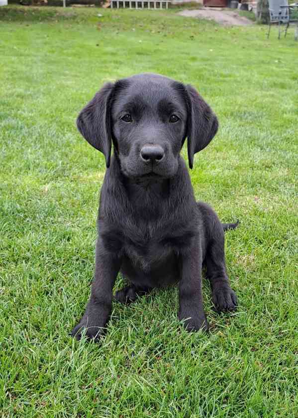 Labrador - černá fenečka s PP - foto 1