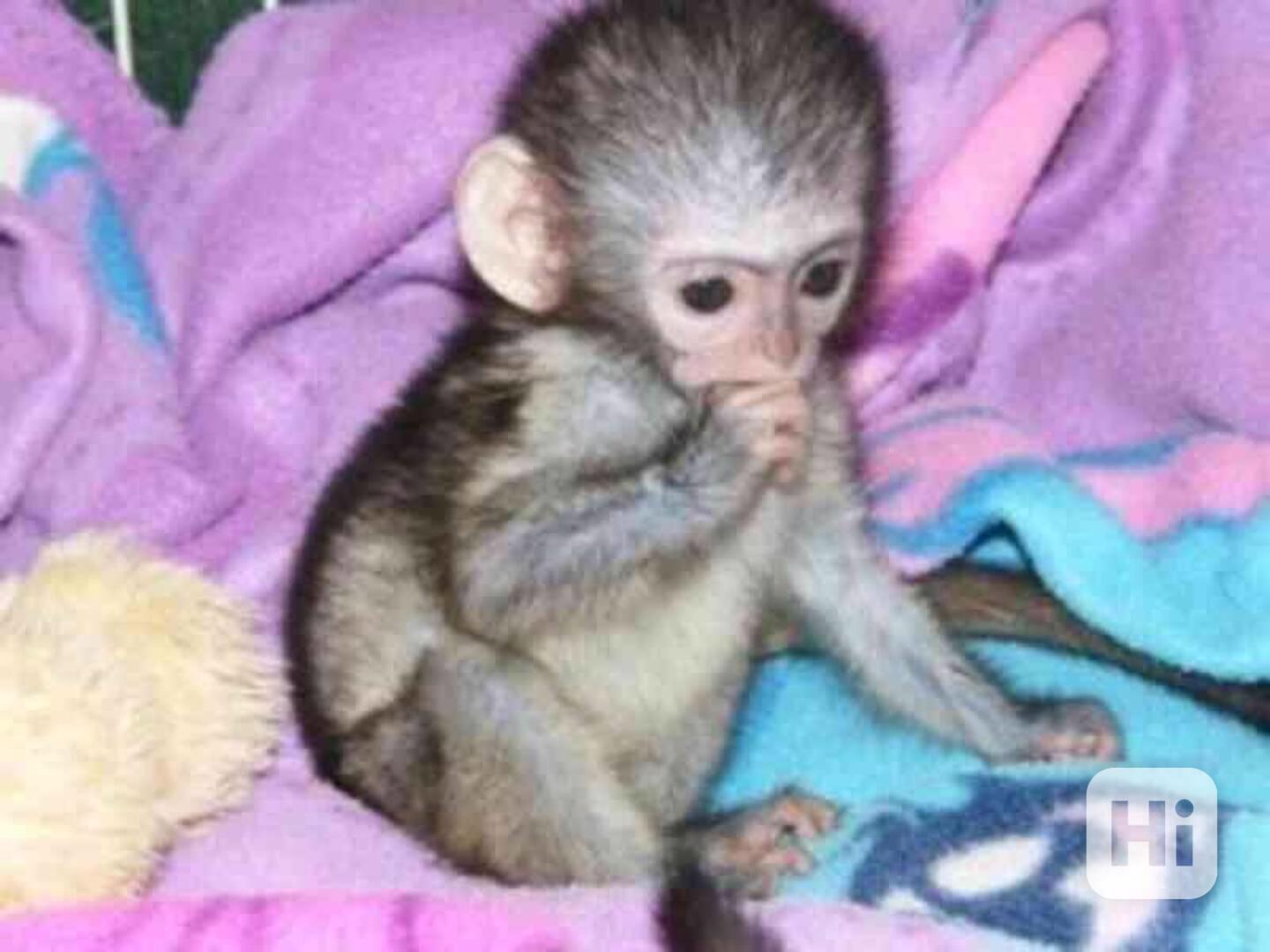 Krásné kapucínské opice k adopci - foto 1