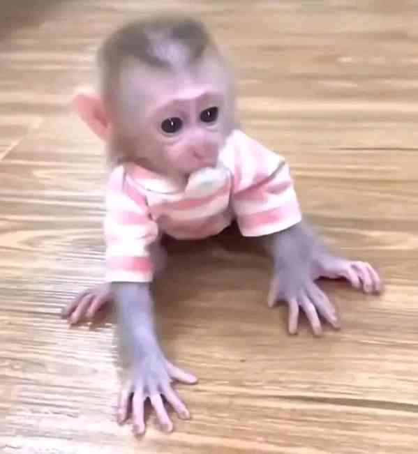 Roztomilá mláďata kapucínů hledají zodpovědný nový domov - foto 5