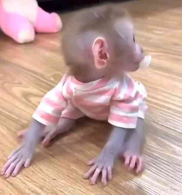 Roztomilá mláďata kapucínů hledají zodpovědný nový domov - foto 3