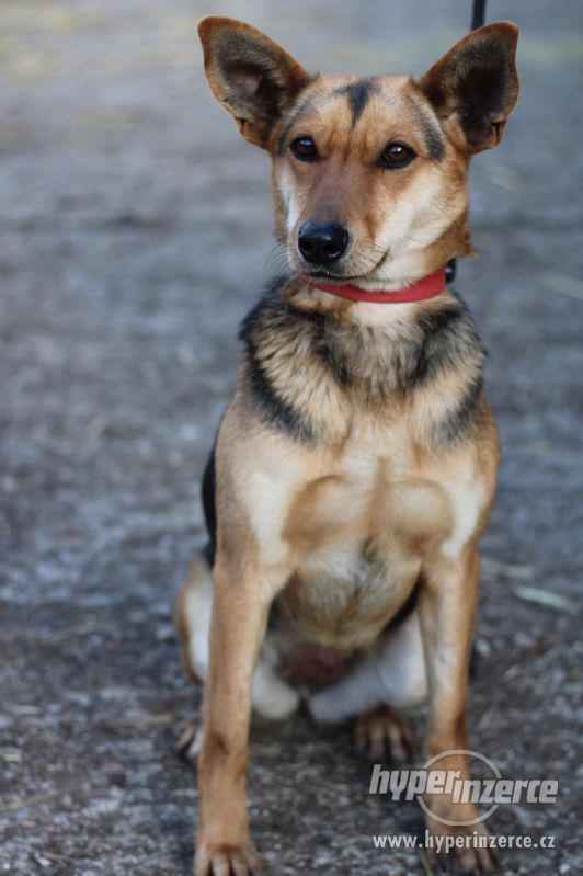 Lila - foto 4