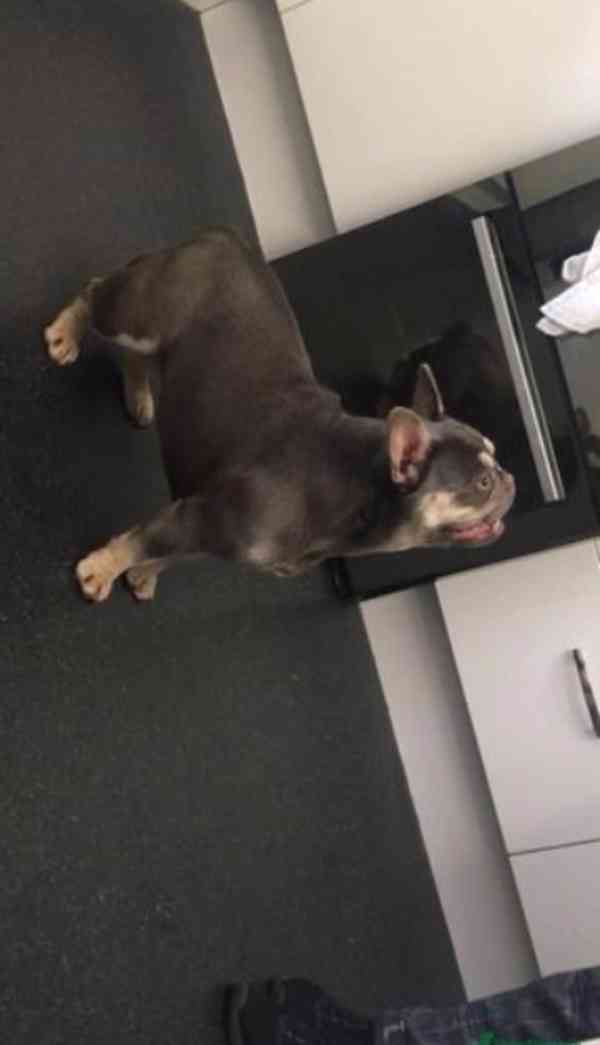 Francouzský buldoček Štěňata k adopci - foto 4