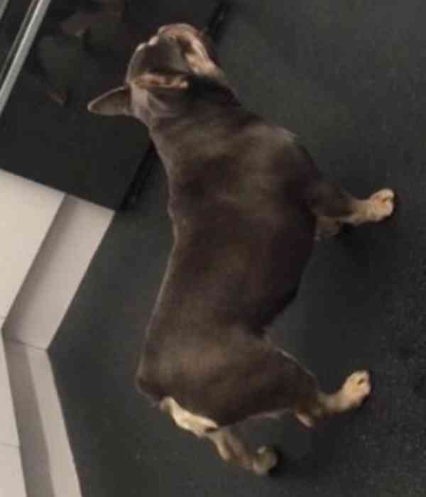 Francouzský buldoček Štěňata k adopci - foto 3