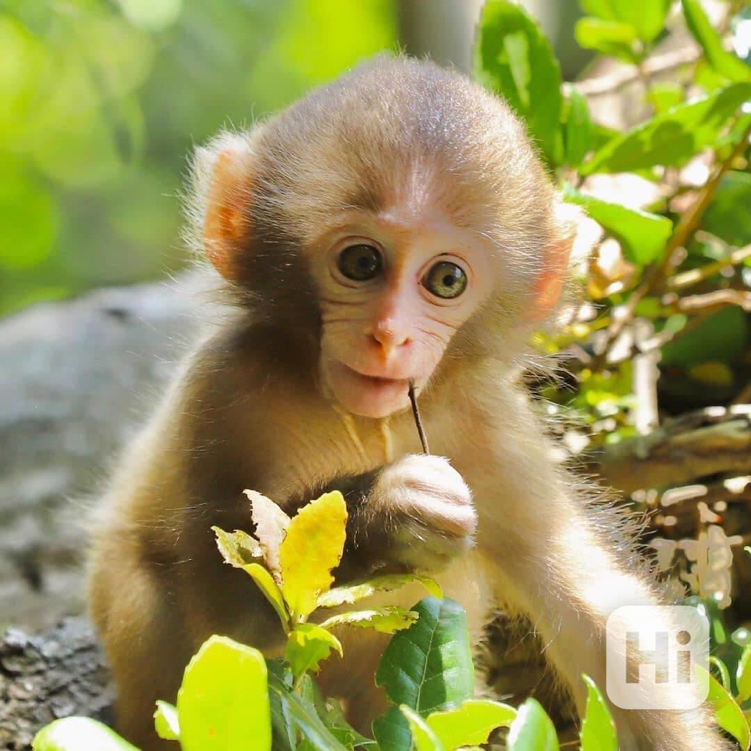 Roztomilé kapucínky k adopci - foto 1