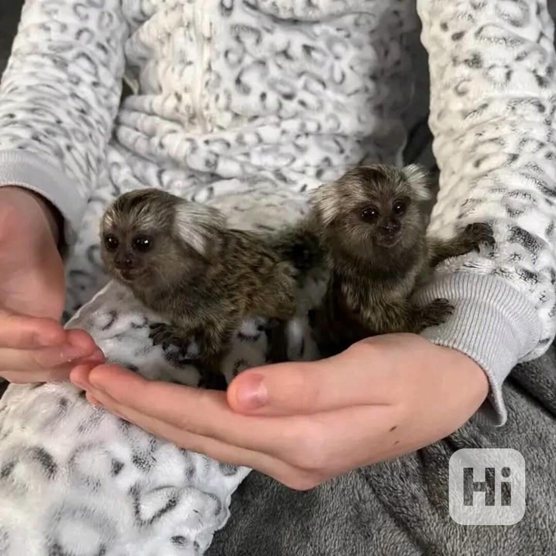 Dobře socializovaný kosman 🐒💛 - foto 1