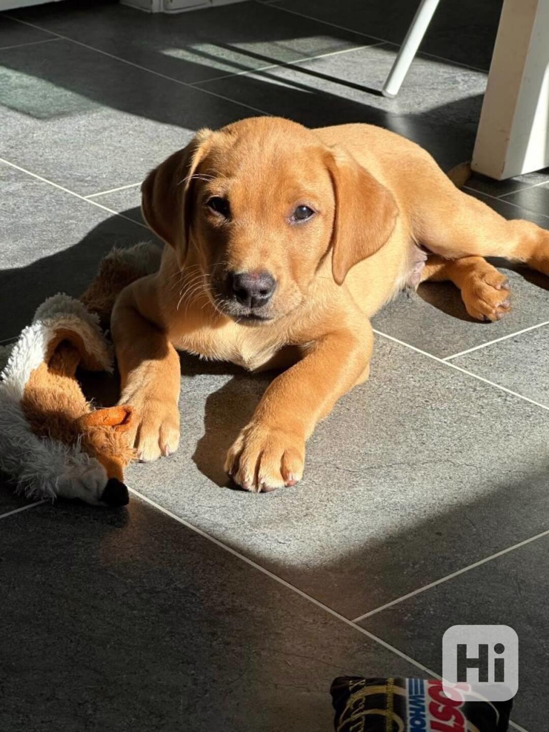 Štěňata Labrador Retriever s PP,  - foto 1