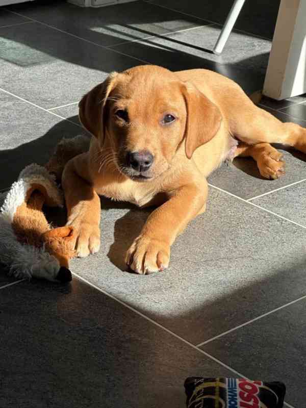 Štěňata Labrador Retriever s PP,  - foto 1