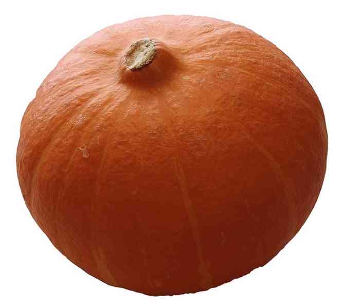 semena tykev Hokkaido orange