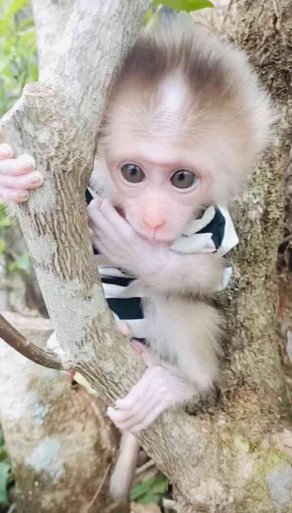 Opičky kapucínky k adopci