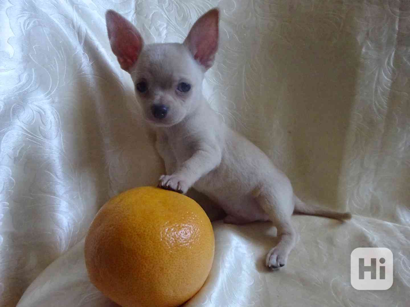 🐶 Nabízím štěňátko čivava bez PP, krátkosrstý pejsek 🐾 - foto 1