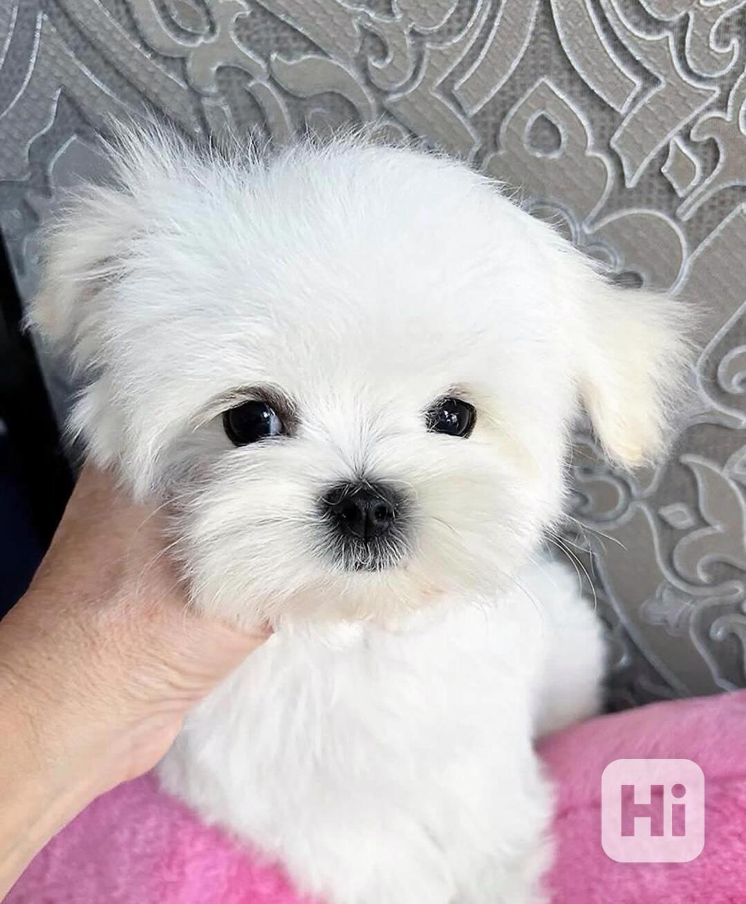 Štěňata maltézského ovčáka k adopci - foto 1