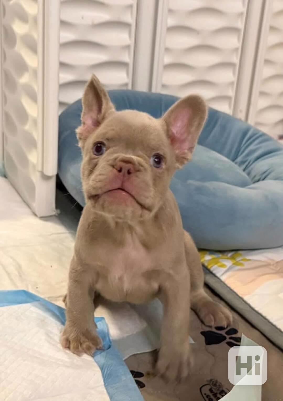 Štěňata francouzského buldoka - foto 1