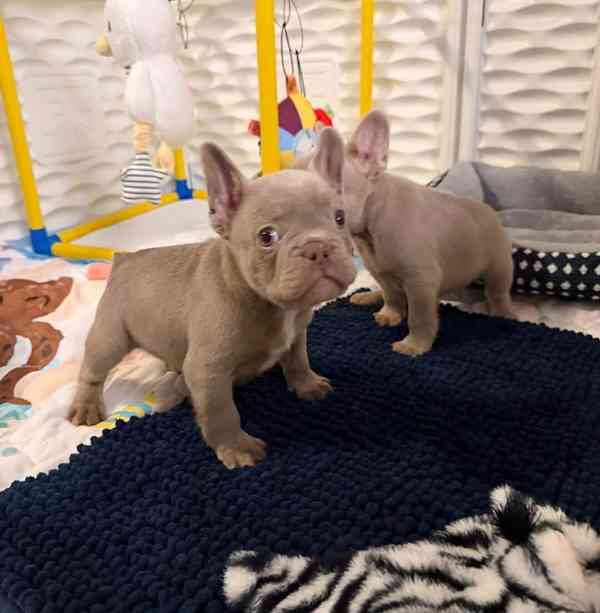 Štěňata francouzského buldoka - foto 2