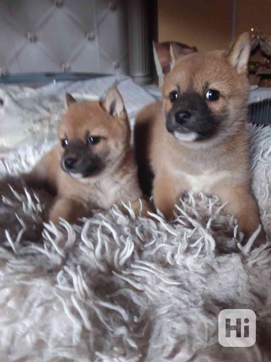 Schiba Inu  - foto 1