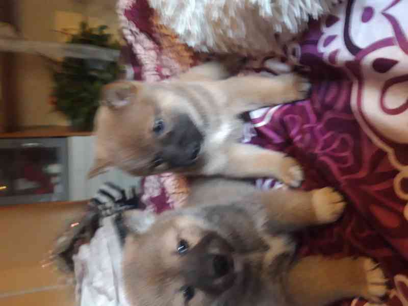 Schiba Inu  - foto 3