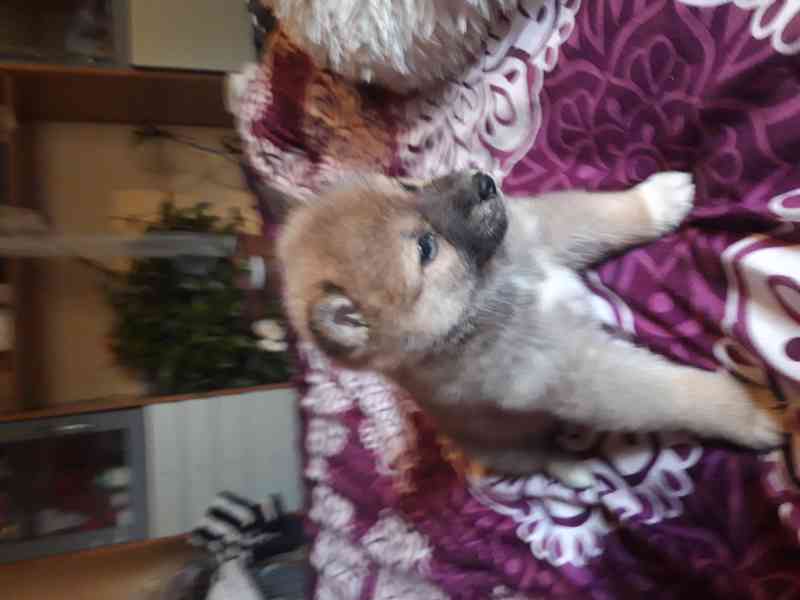 Schiba Inu  - foto 4