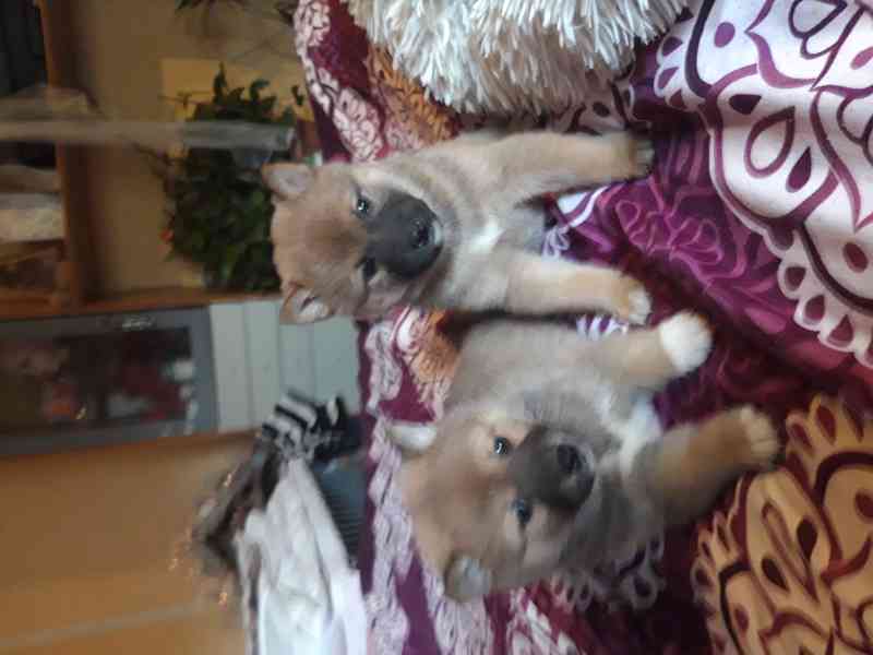 Schiba Inu  - foto 5