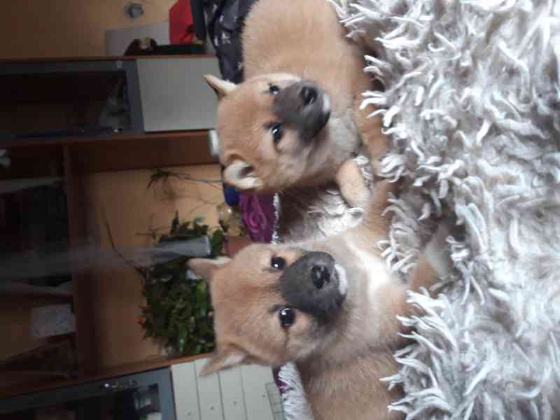 Schiba Inu  - foto 2