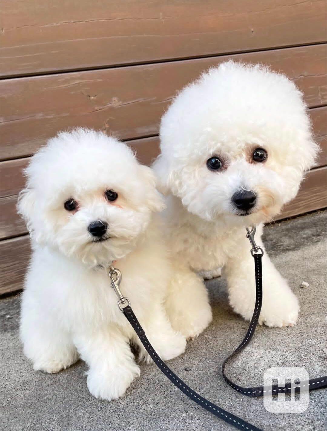 Prodám bišonek.. - foto 1