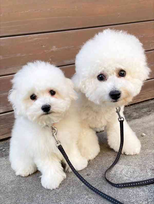 Prodám bišonek.. - foto 1