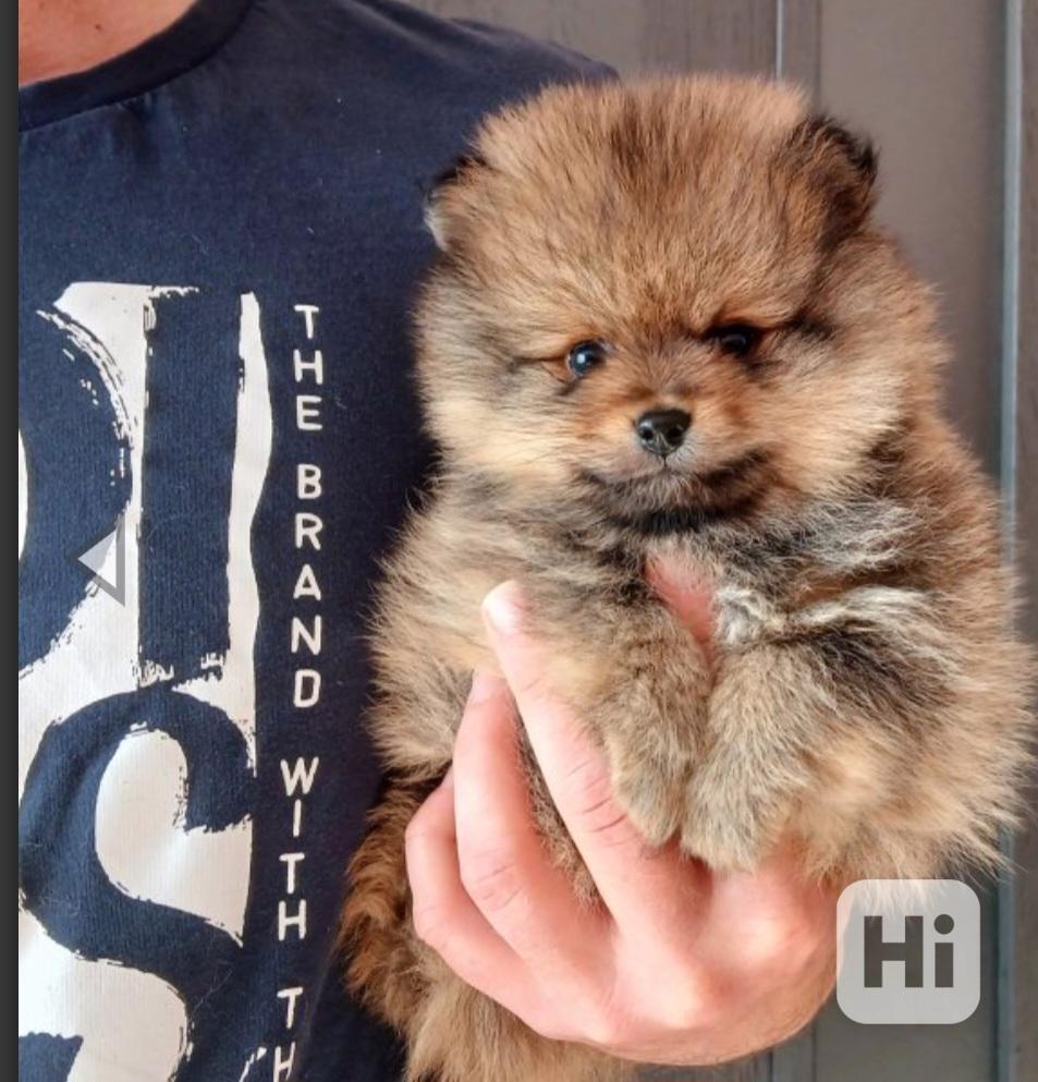 Pomeranian holčička  - foto 1