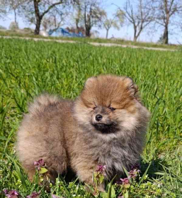 Pomeranian holčička  - foto 2